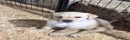Labrador cani in vendita: Nuova cucciolata nata il 8/3/26 - Annuncio 4