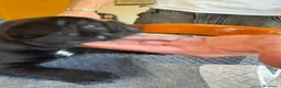Bulldog Francese cani in vendita: bulldog francese  - Annuncio 13