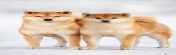 Shiba Inu cani in vendita: Shiba inu - Annuncio 15
