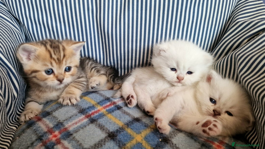 British gatti in vendita: British shorthair e longhair  a Provincia di Monza e della Brianza - Annuncio 24