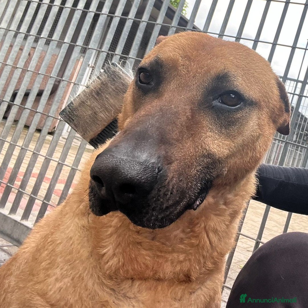 Meticcio cani in regalo: ARGO LUPETTO - Annuncio 8