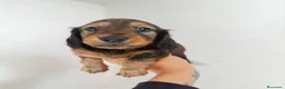 Bassotto cani in vendita: Bassotto a pelo lungo  - Annuncio 2