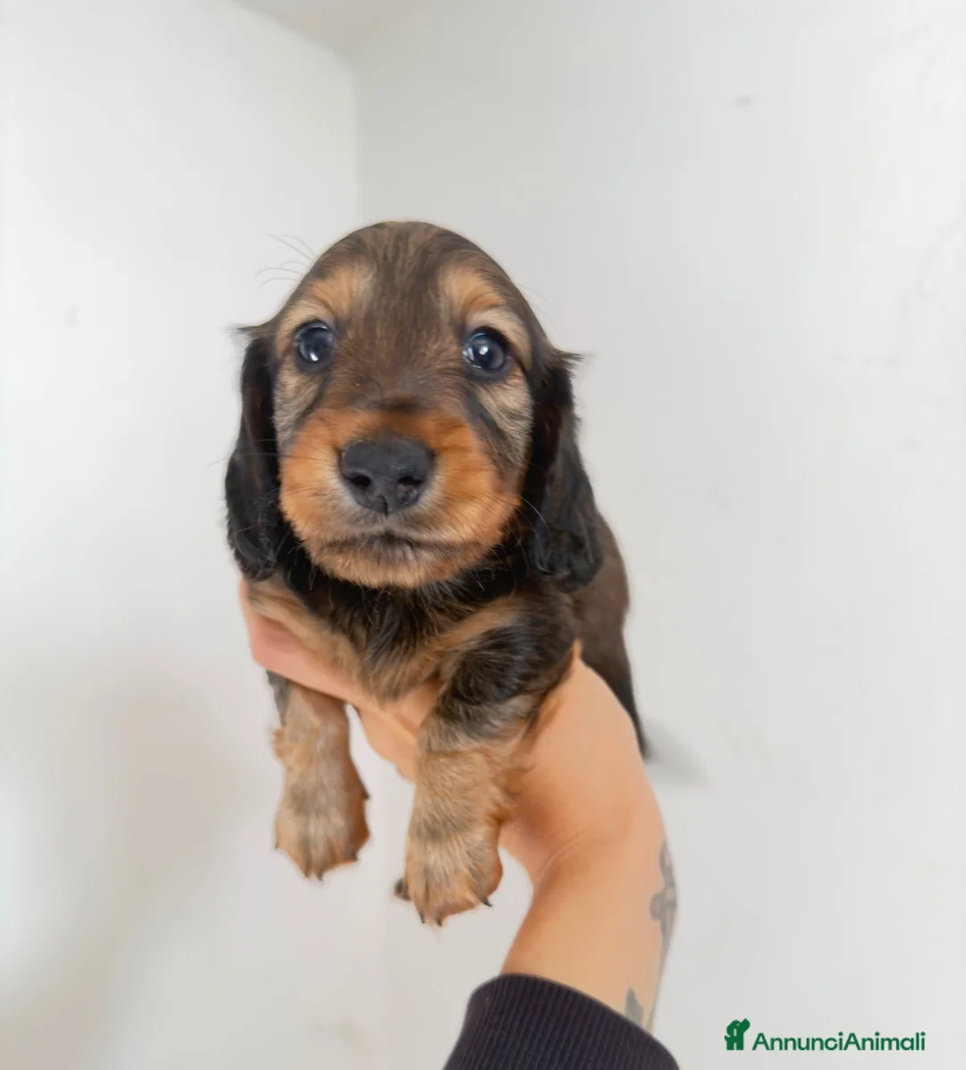 Bassotto cani in vendita: Bassotto a pelo lungo  - Annuncio 2