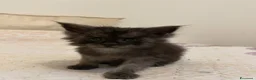 Maine Coon gatti in vendita: Maine Coon maschio pedigree Anfi - Annuncio 22