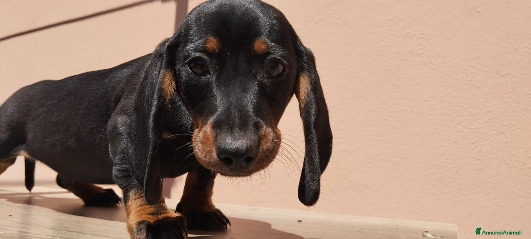Bassotto cani in vendita: Bassotto  - Annuncio 5