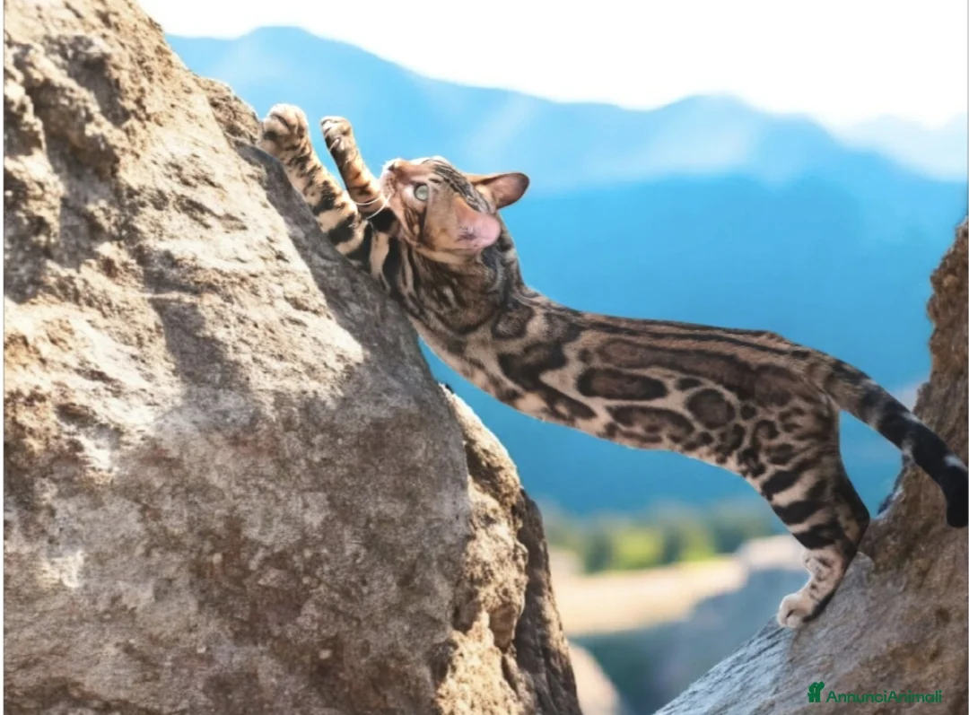 Bengala gatti in vendita: Gatti del Bengala  - Annuncio 1