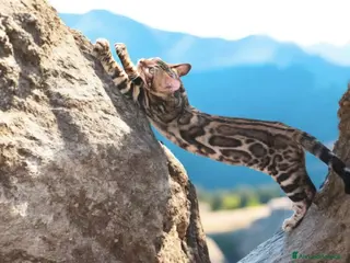 Bengala gatti Gatti del Bengala - Annuncio 1