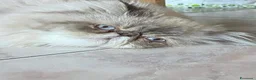 Persiano gatti per accoppiamento: Gatto maschio Persiano per accoppiamento  - Annuncio 3
