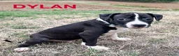 American Staffordshire cani in vendita: VENDO CUCCIOLI AMSTAFF - Annuncio 2