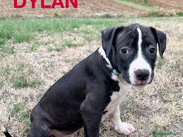 American Staffordshire cani VENDO CUCCIOLI AMSTAFF - Annuncio 2