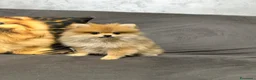 Volpino Pomerania cani in vendita: Pomerania - Annuncio 6