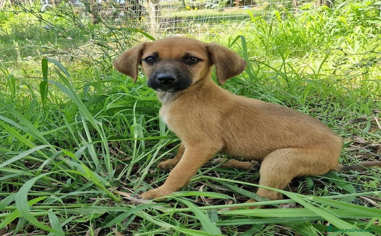 Meticcio cani a Provincia autonoma di Trento - Annuncio 7