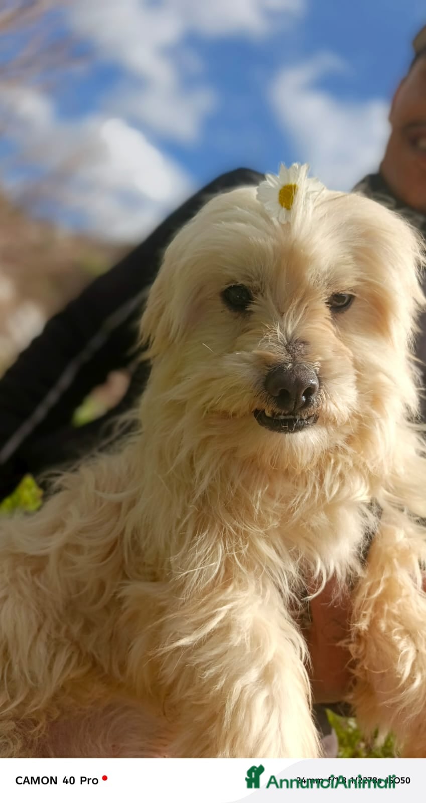 Maltese cani Splendido maltese - DIEGO - Annuncio 1