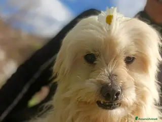 Maltese cani Splendido maltese - DIEGO - Annuncio 16