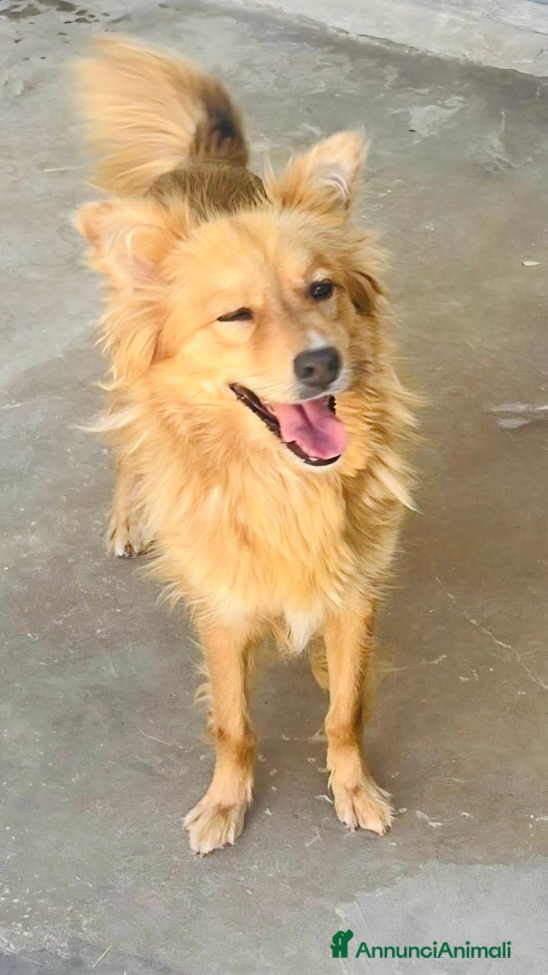 Volpino Italiano cani Pimpa, volpina dal grande cuore - Annuncio 25