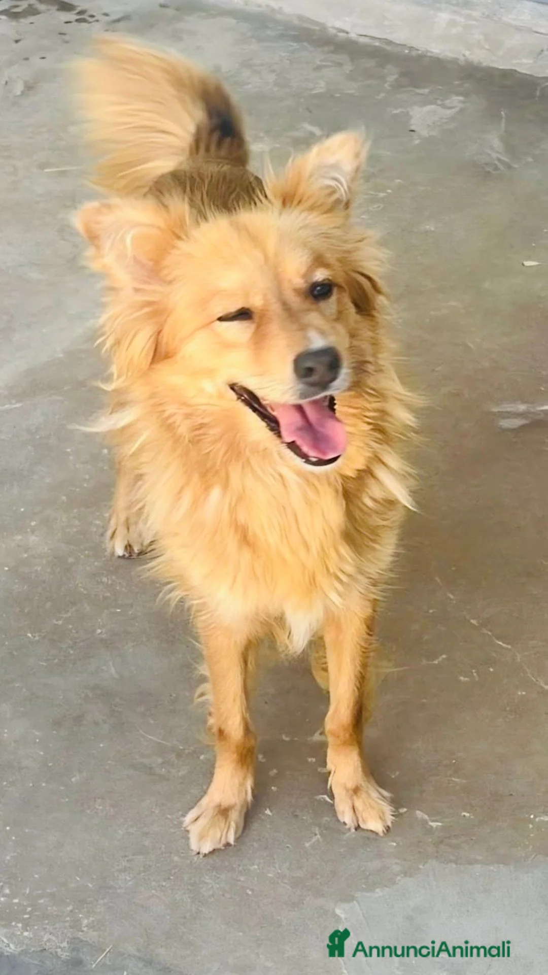Volpino Italiano cani in regalo: Pimpa, volpina dal grande cuore - Annuncio 1