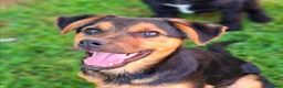 Meticcio cani in regalo: DOBBY & DARIUS, fratelli dalla sconfinata bontà! - Annuncio 3