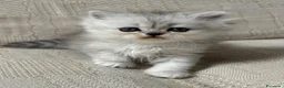 Persiano gatti in vendita: Gattini cuccioli persiano  - Annuncio 4