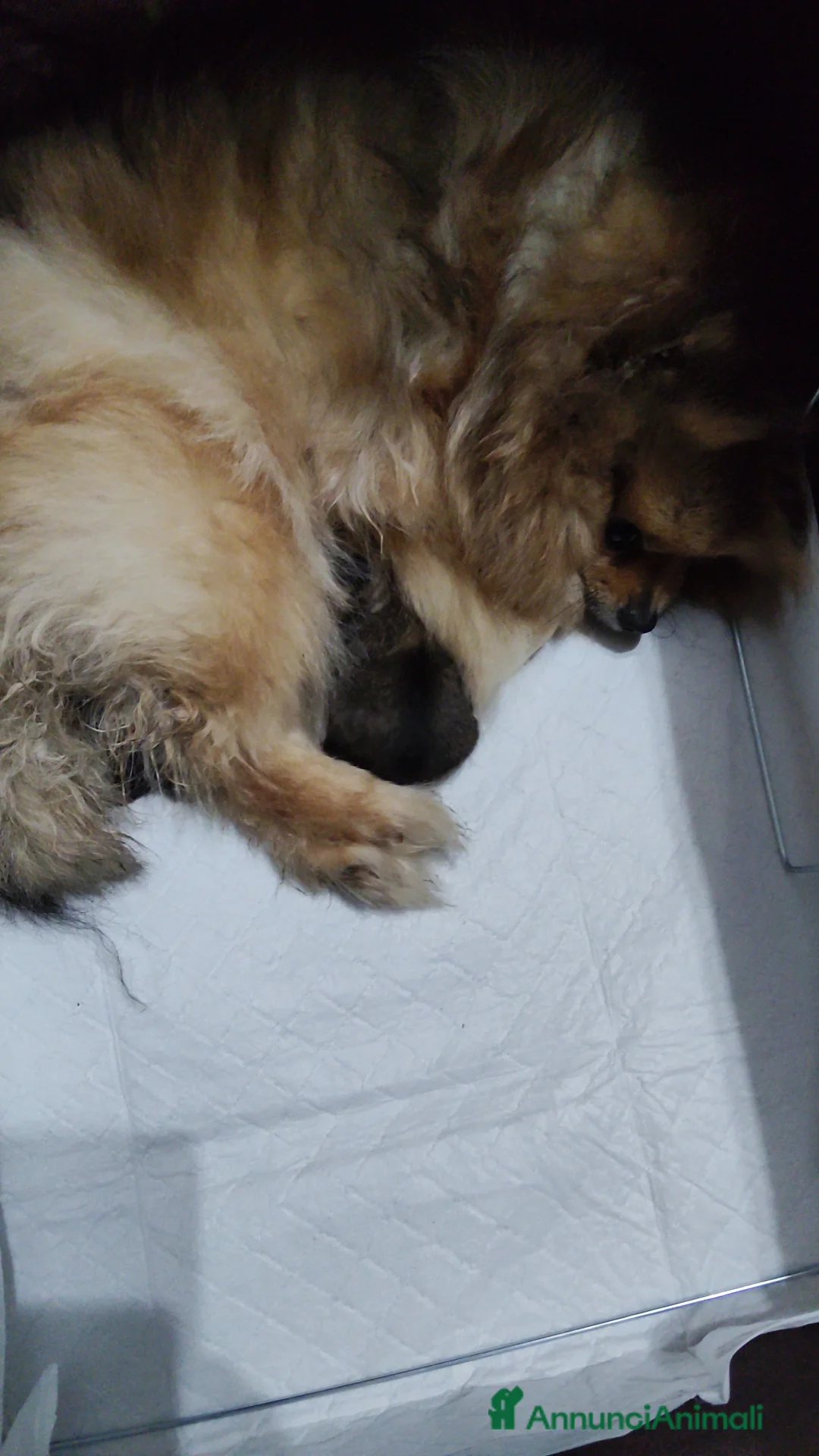 Spitz cani in vendita: Spitz femmina  a Città Metropolitana di Napoli - Annuncio 2