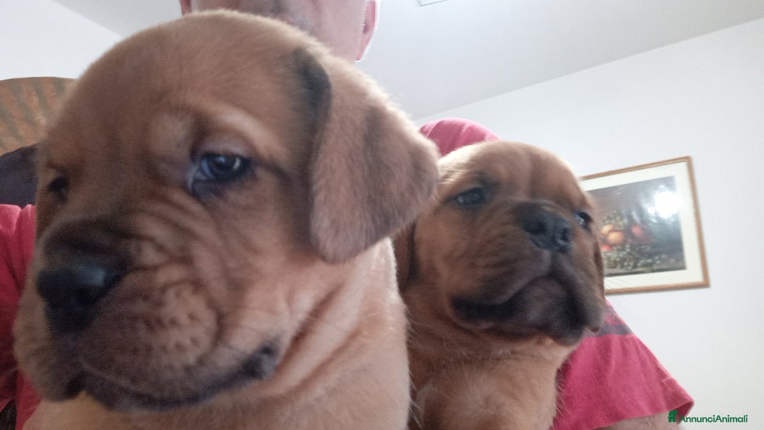 Dogue de Bordeaux cani in vendita: Disponibili Cuccioli di Dogue de Bordeaux a Provincia di Modena - Immagine 13