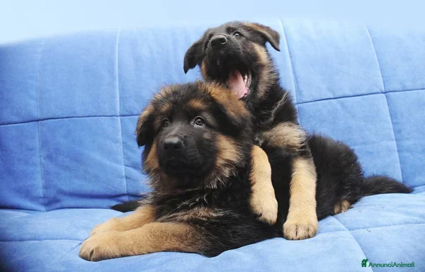 Pastore Tedesco cani Cuccioli di pastore tedesco. Solo femmine - Annuncio 1