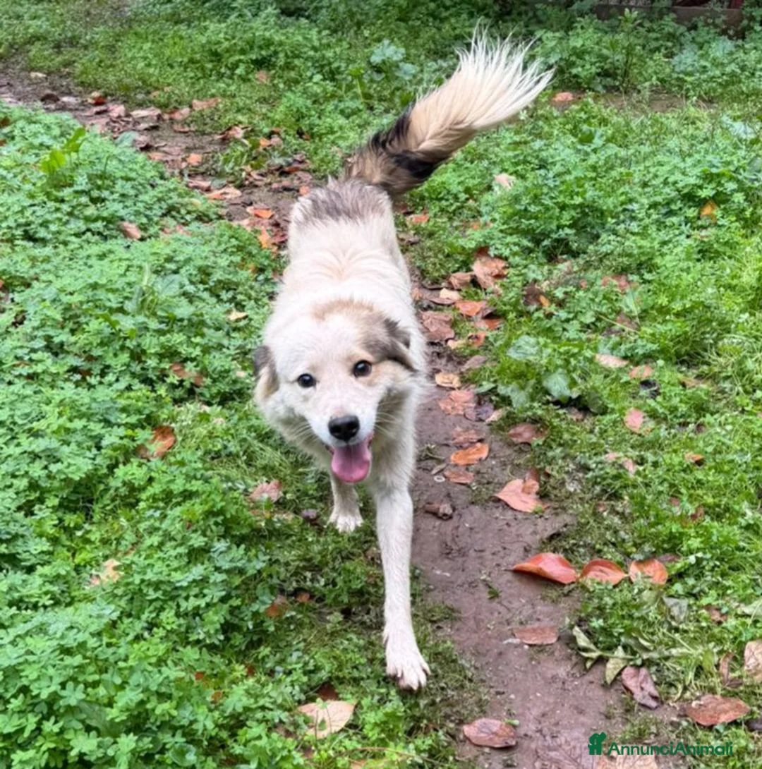 Meticcio cani in regalo: UNA MAMMA PER MILO - Annuncio 3