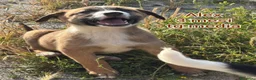 Meticcio cani in regalo: TROPPI CUCCIOLI SOLI IN RIFUGIO  a Provincia di Verona - Annuncio 2