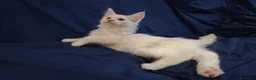 Maine Coon gatti in vendita: Gattini Maine Coon con pedigree AFSI - Annuncio 3