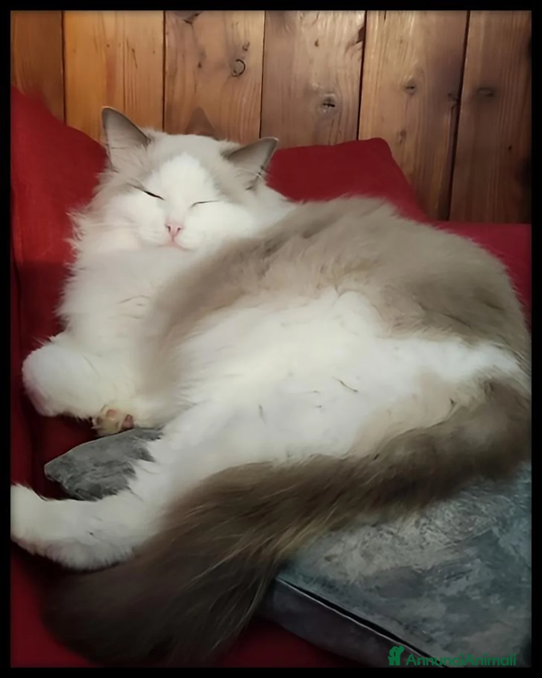 Ragdoll gatti in vendita: Ragdoll femmina con pedegree  a Provincia di Cremona - Annuncio 2