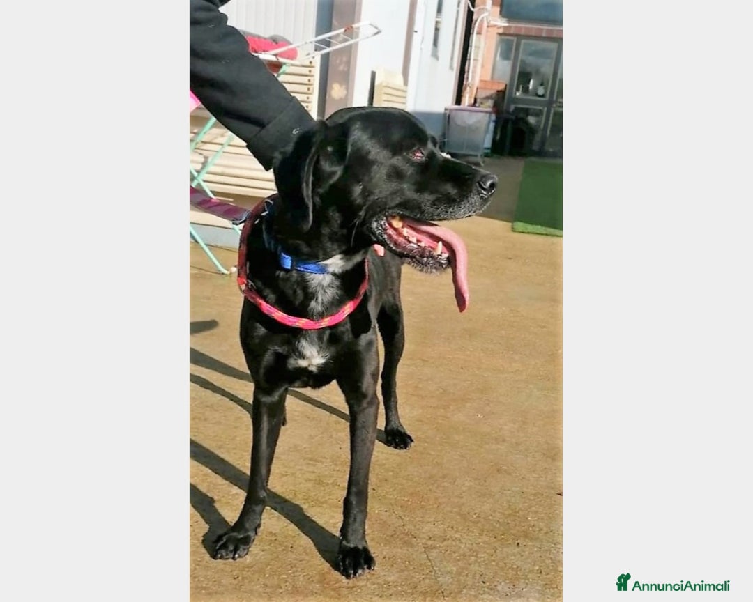 Meticcio cani in regalo: King, mix labrador nero merita una famiglia a Latina - Annuncio 3
