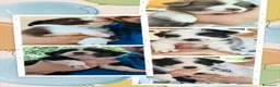 Border Collie cani in vendita: Cuccioli di Border collie con pedigree ENCI  a Città metropolitana di Catania - Annuncio 2