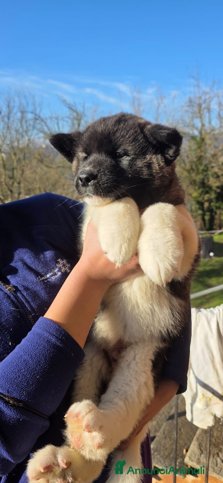 Akita Americano cani Cuccioli akita americano  a Provincia di Alessandria - Annuncio 1