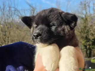 Akita Americano cani Cuccioli akita americano a Provincia di Alessandria - Annuncio 6