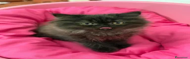 Persiano 5