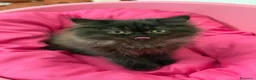Persiano gatti in vendita: Cuccioli Persiani  - Annuncio 8