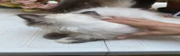 Persiano gatti in vendita: cucciola persiana color point himalaiana - Annuncio 27