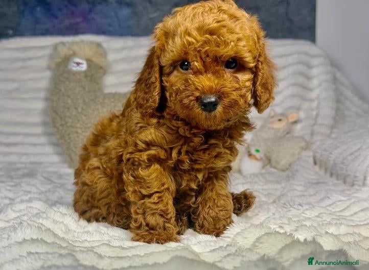 Barboncino Toy cani Splendidi cuccioli di Barboncino Toy - Annuncio 5