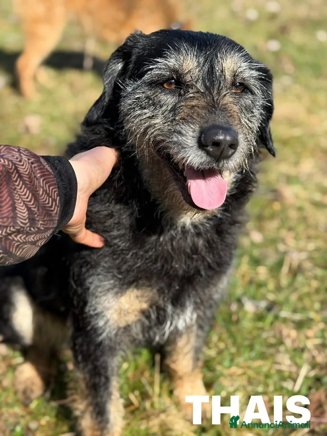 Meticcio cani in regalo: THAIS, baffona DOLCISSIMA cerca famiglia! - Annuncio 8