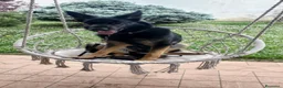 Pastore Tedesco cani in vendita: Pastore Tedesco da Lavoro Femmina - Annuncio 4