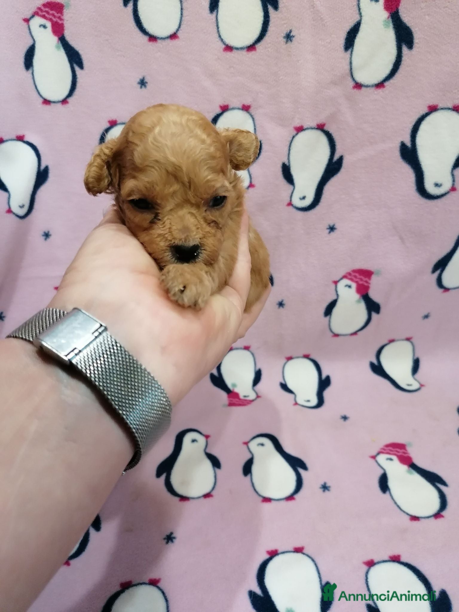 Barboncino cani Barboncini nani cuccioli - Annuncio 5