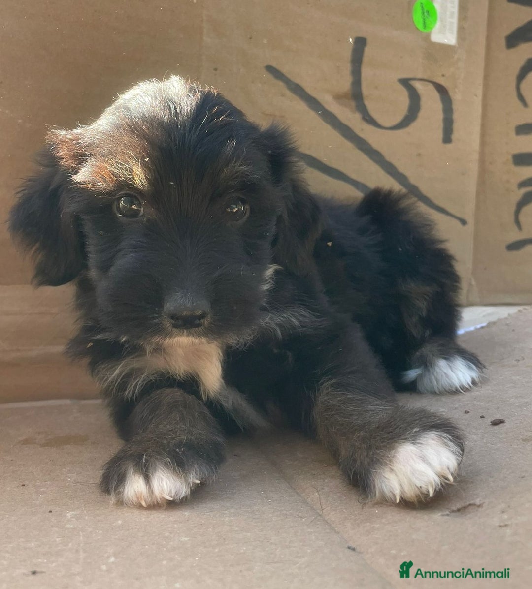 Meticcio cani in regalo: LE DOLCI PIETRE PREZIOSE - Annuncio 5