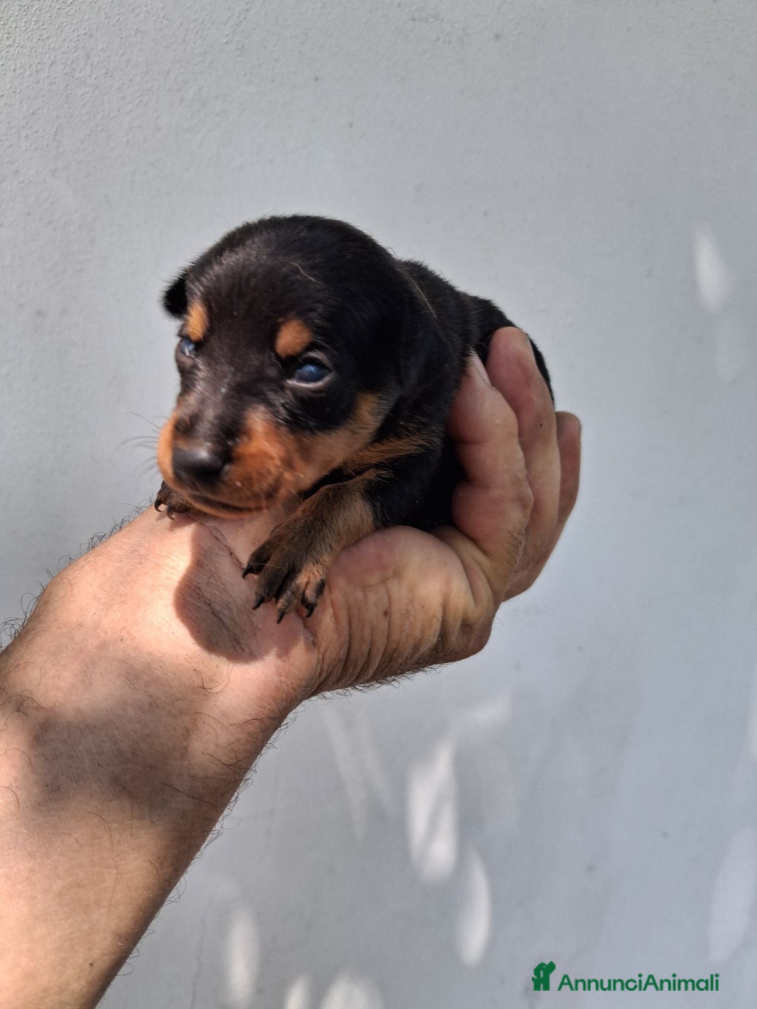 Pinscher Miniatura cani Pinscher nani  - Annuncio 2