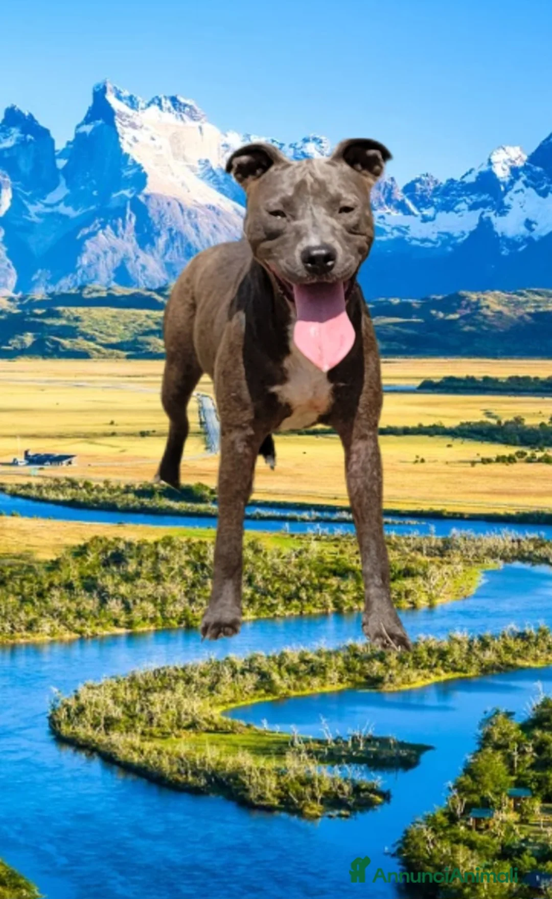 Pitbull cani in regalo: Pitbull ukc  - Annuncio 4