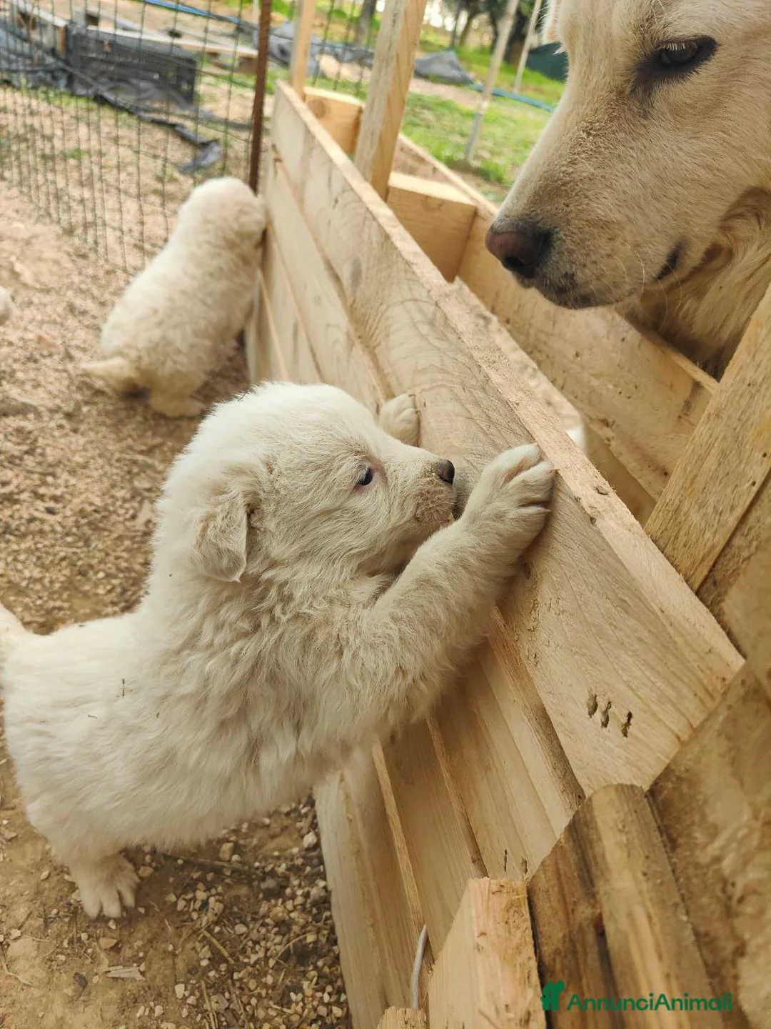 Pastore Maremmano cani in vendita: Maremmani  a Francavilla Fontana nati 30 dicembre - Annuncio 9