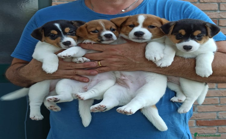 Jack Russell cani a Provincia di Alessandria - Annuncio 1