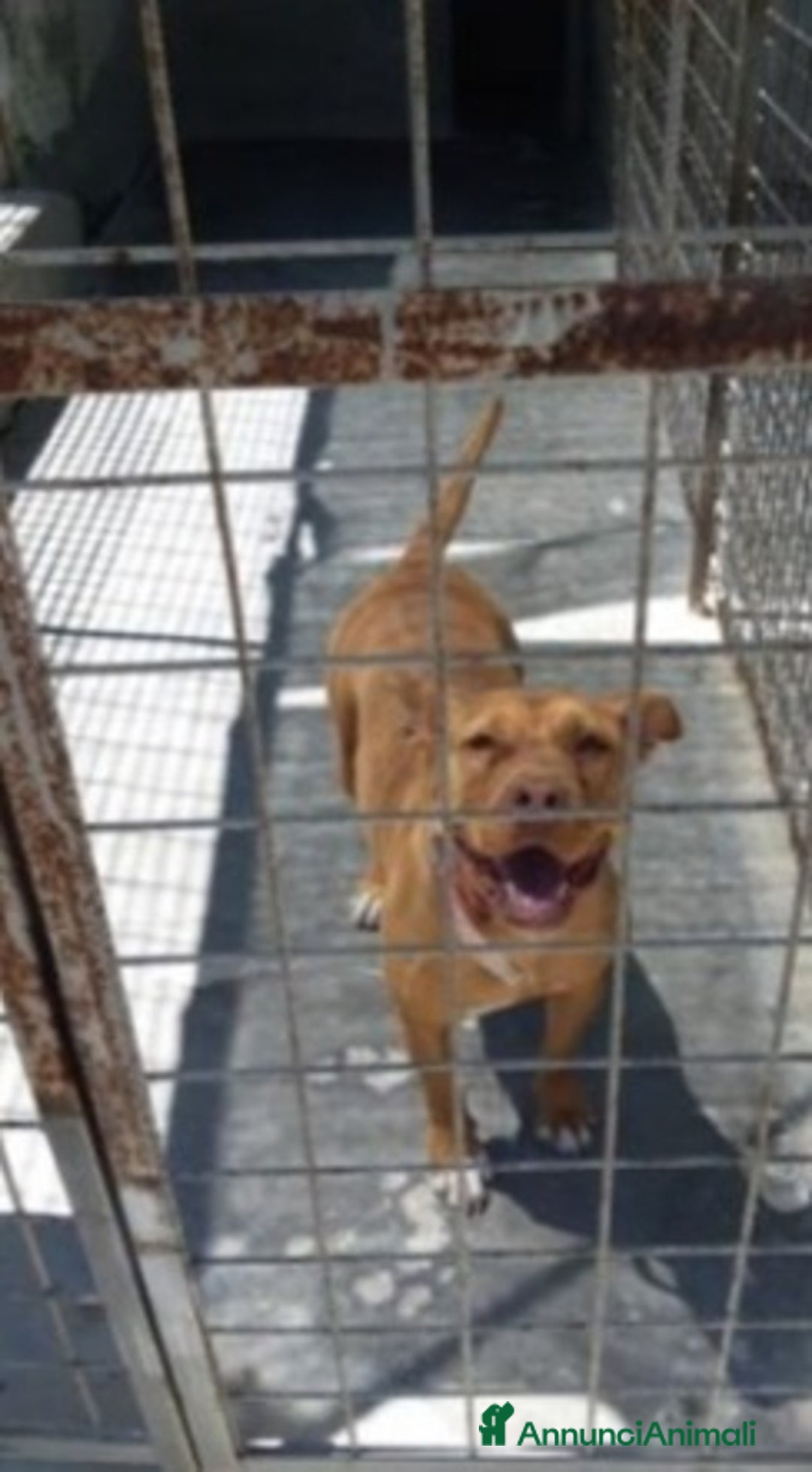 Pitbull cani in regalo: Pitbull Red Nose giovane buona in canile PUGLIA  a Città Metropolitana di Milano - Annuncio 2