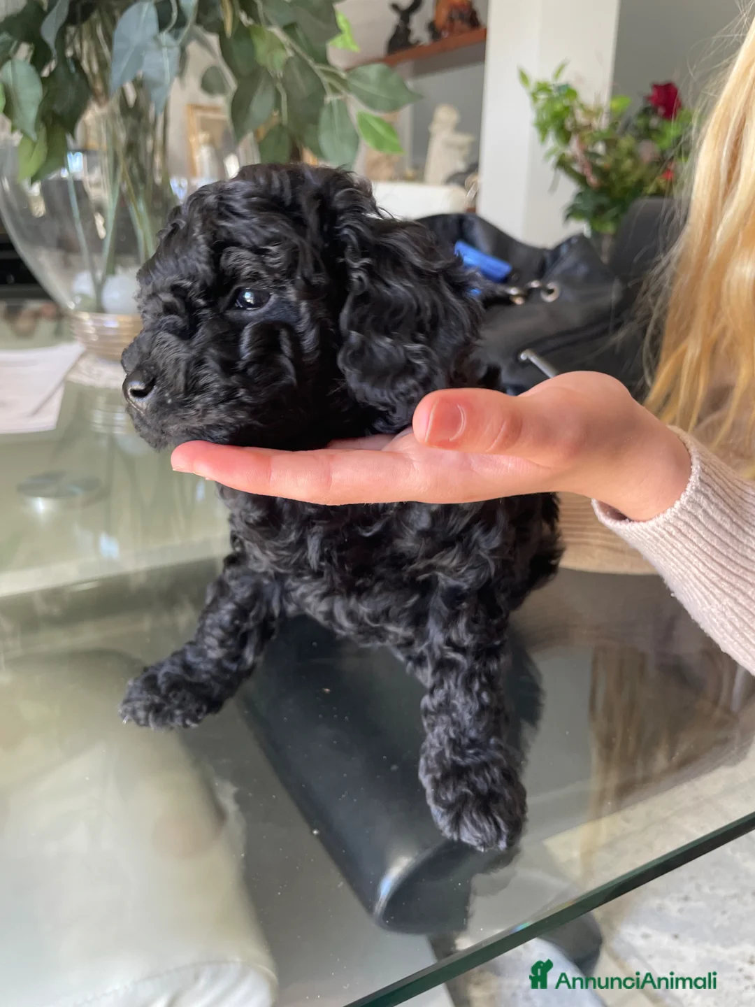 Barboncino cani in vendita: Vendo cucciolo barboncino  - Annuncio 4