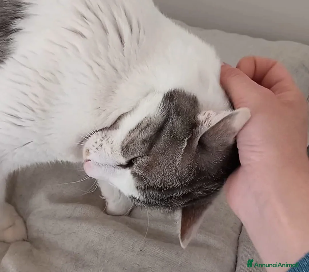Europeo gatti in regalo: Adorabile gatto in adozione, MIELE! - Annuncio 2