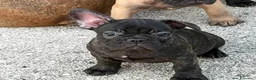 Bulldog Francese cani in vendita: Cuccioli bulldog francese - Annuncio 2