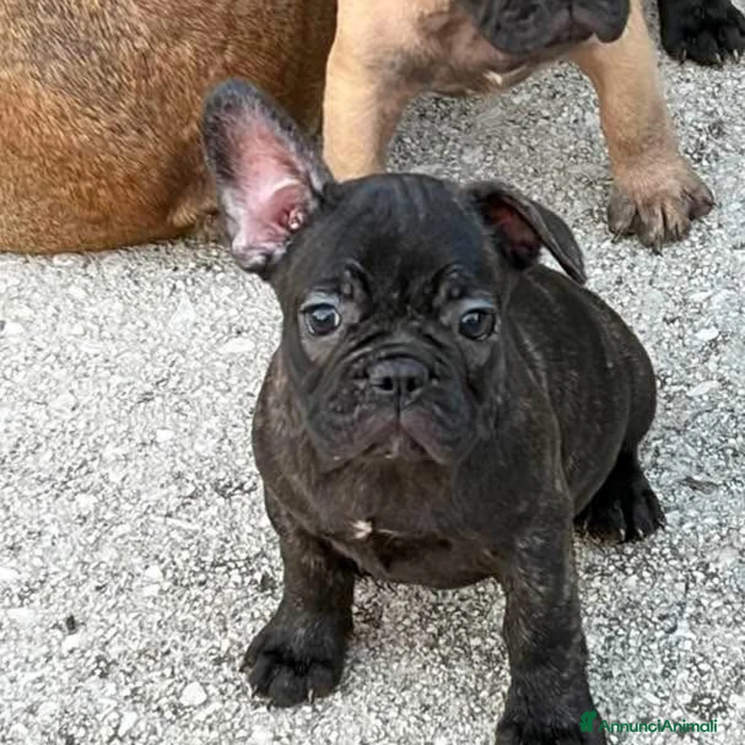 Bulldog Francese cani in vendita: Cuccioli bulldog francese - Annuncio 2